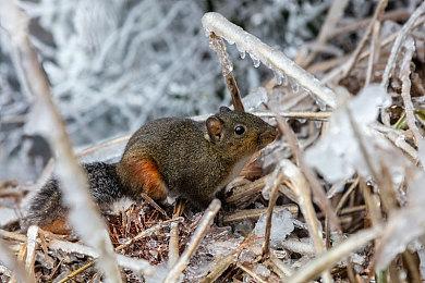 国行《马力欧卡丁车8 豪华版》赛道通行证第2弹赛道介绍 9月26日上线